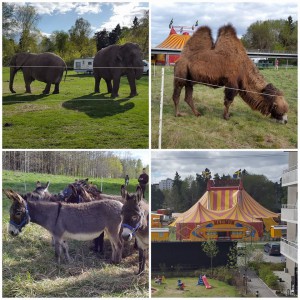 Någon dag om året får vi i vanliga fall besök av en cirkus som parkerar sig med sina exotiska djur precis utanför vår innergård.